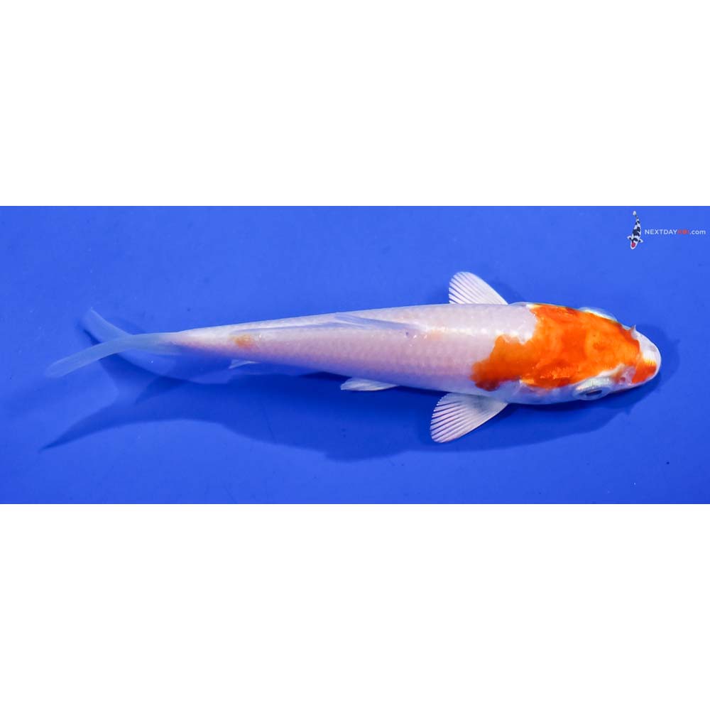3.5” Imported Hariwake