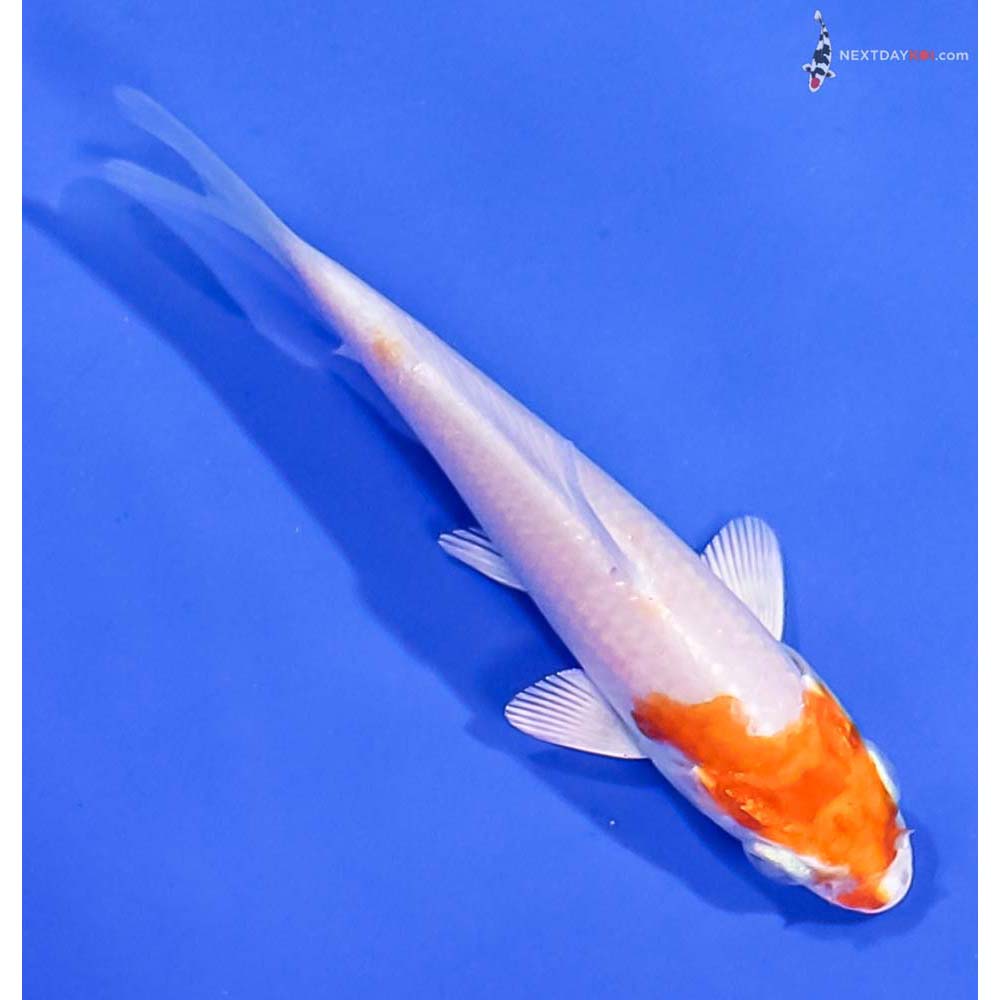 3.5” Imported Hariwake