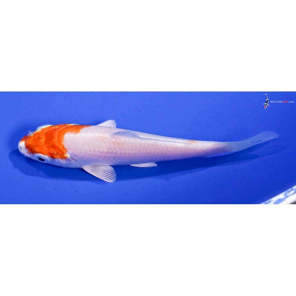 3.5” Imported Hariwake