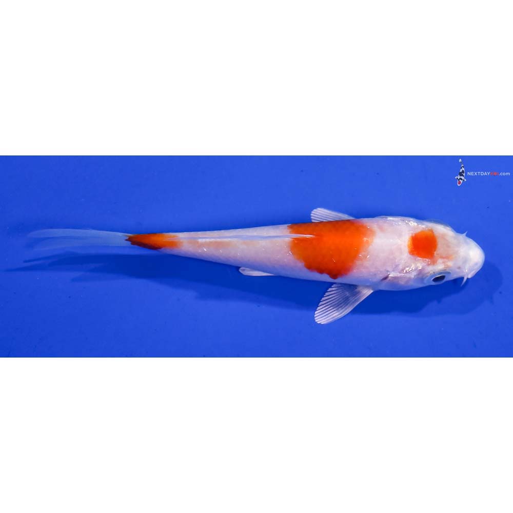 3” Imported Hariwake