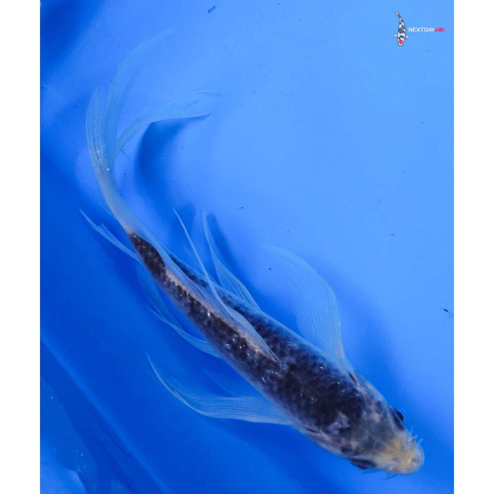 7.5” Imported Matsukawabakke Butterfly Koi