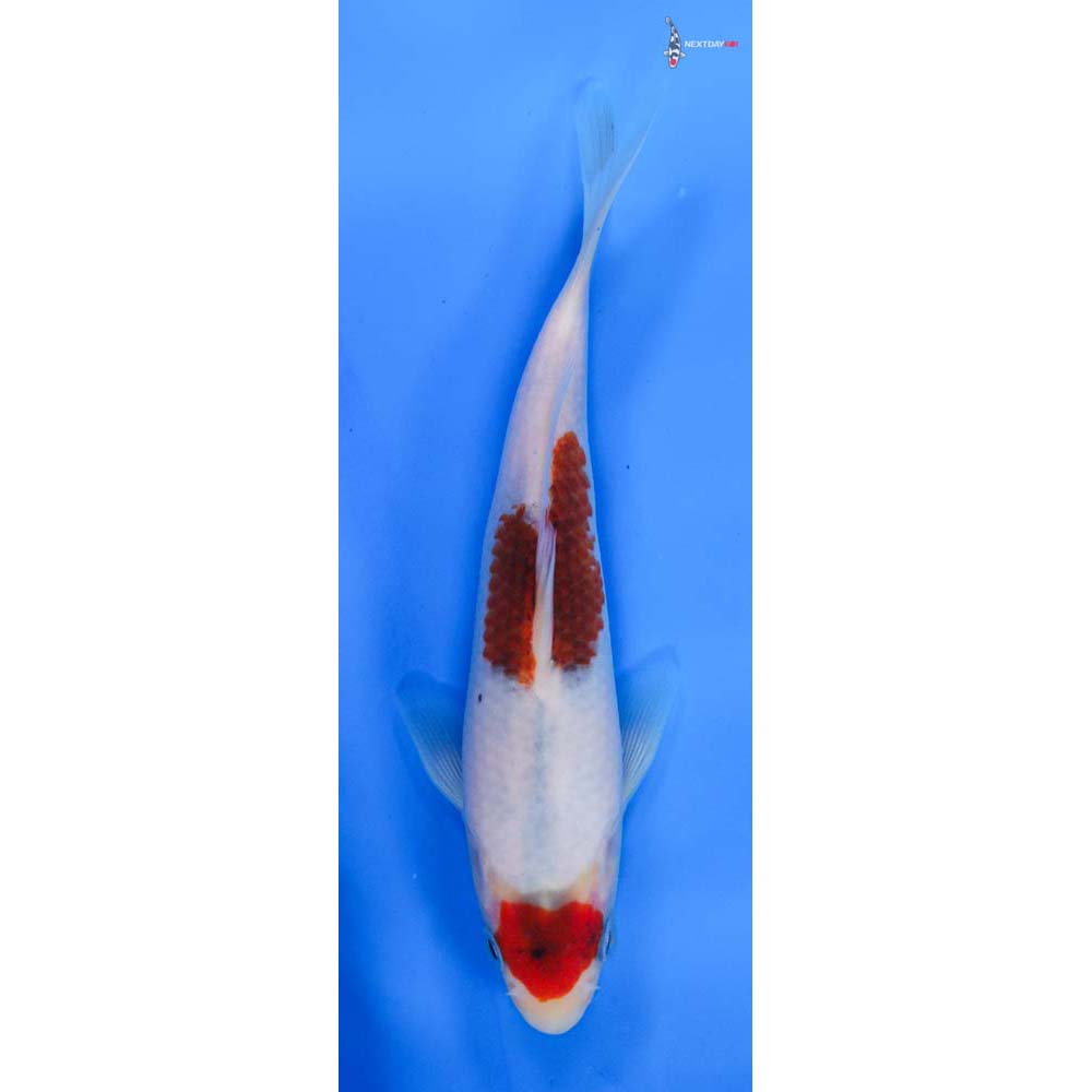 6.5” Imported Goromo