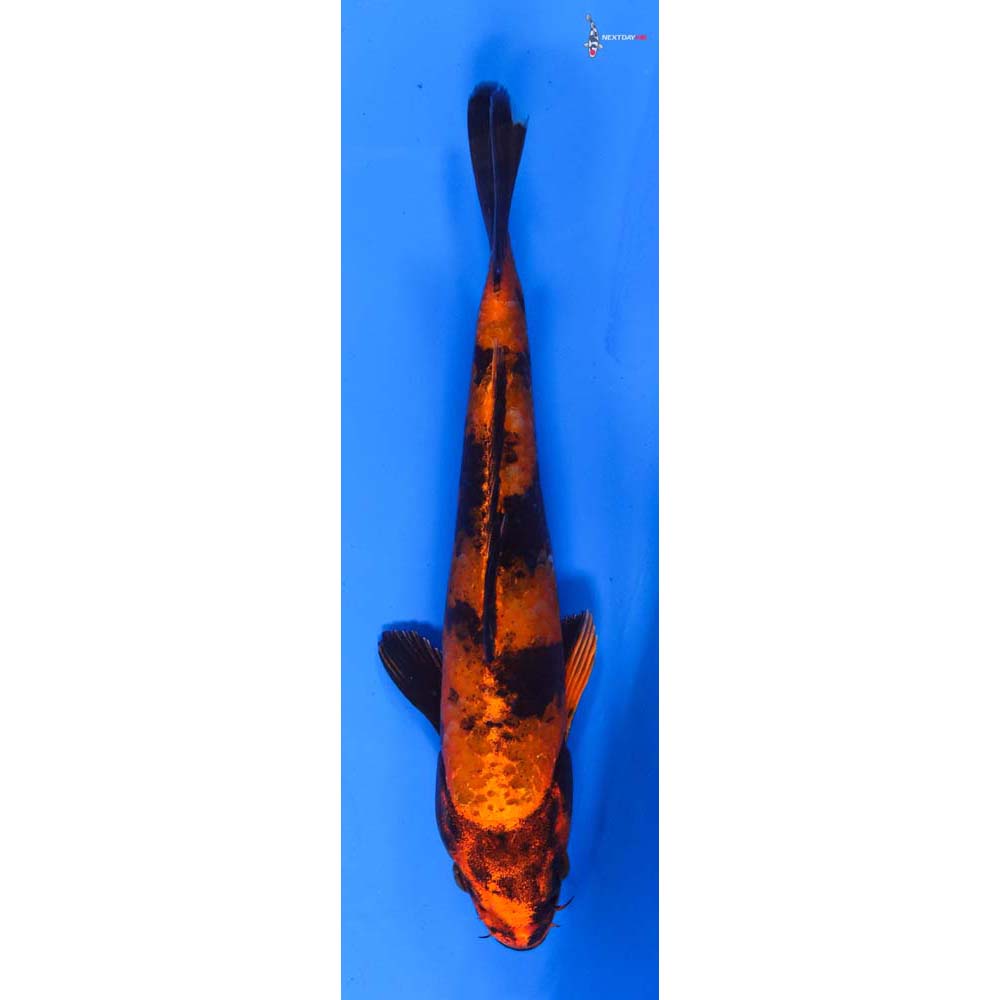 6” Imported Kin Hi Utsuri