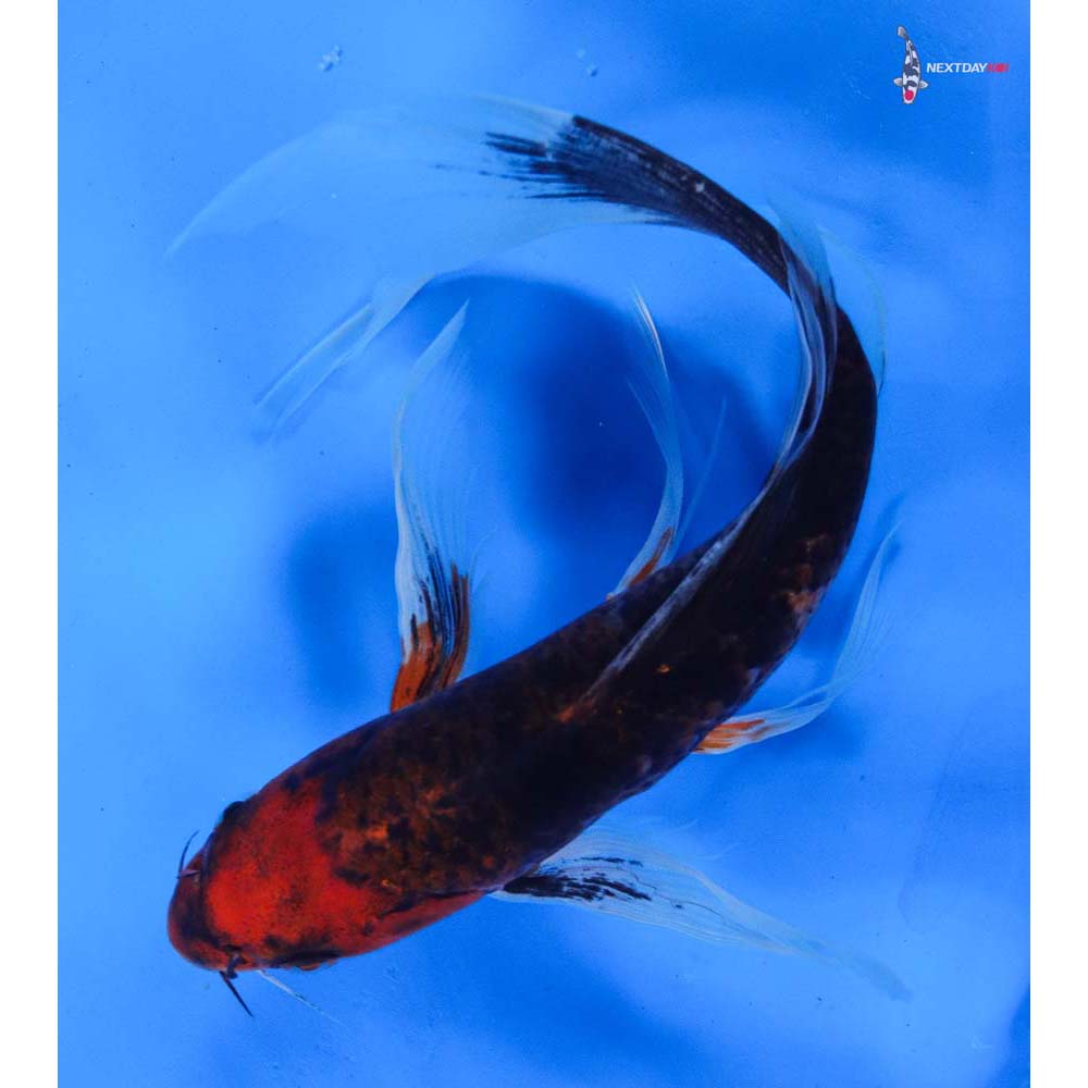 9.5” Imported Goshiki Butterfly Koi