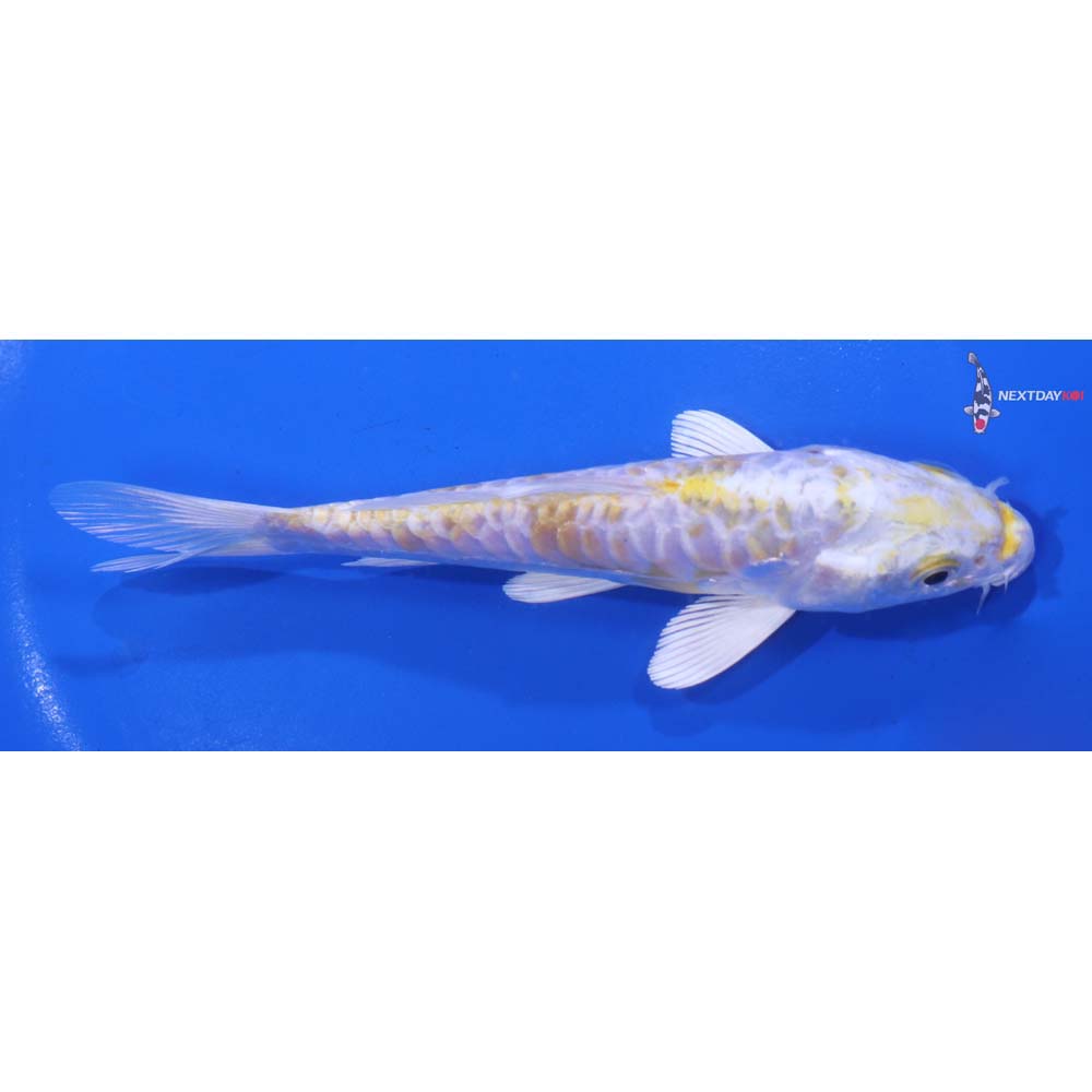 5.5” Imported Armor Scaled Lemon Hariwake