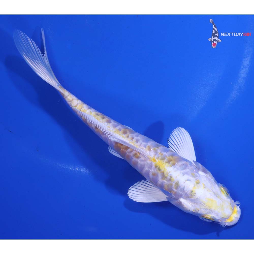 5.5” Imported Armor Scaled Lemon Hariwake