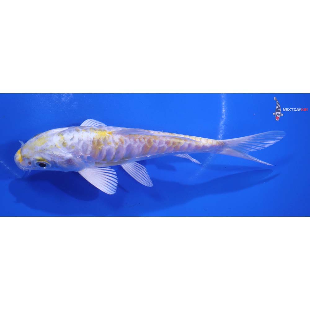 5.5” Imported Armor Scaled Lemon Hariwake