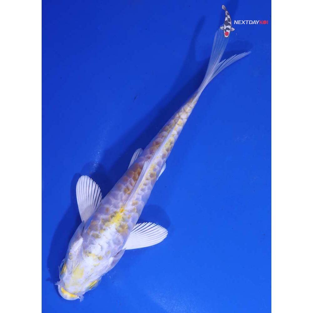5.5” Imported Armor Scaled Lemon Hariwake