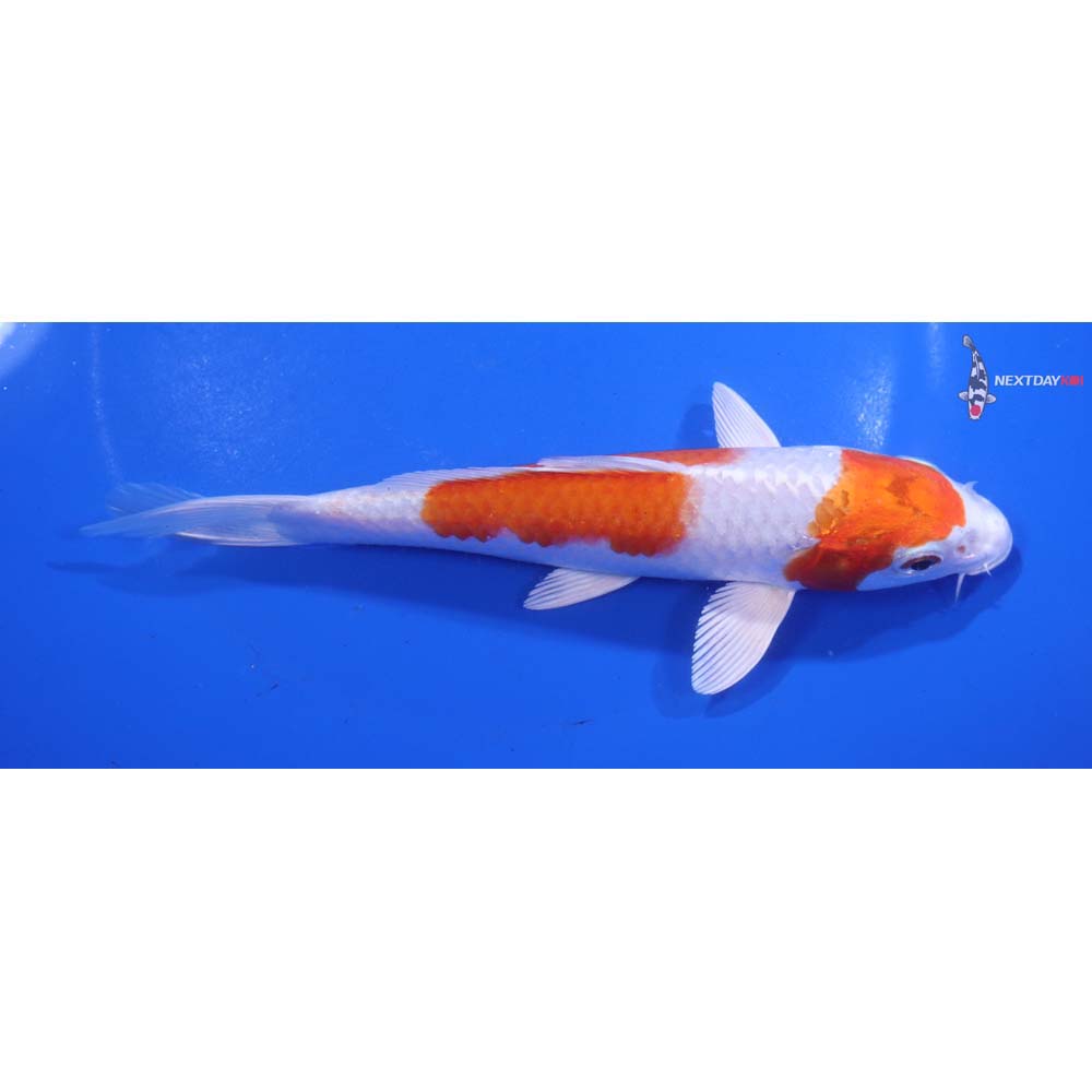 6” Imported Hariwake