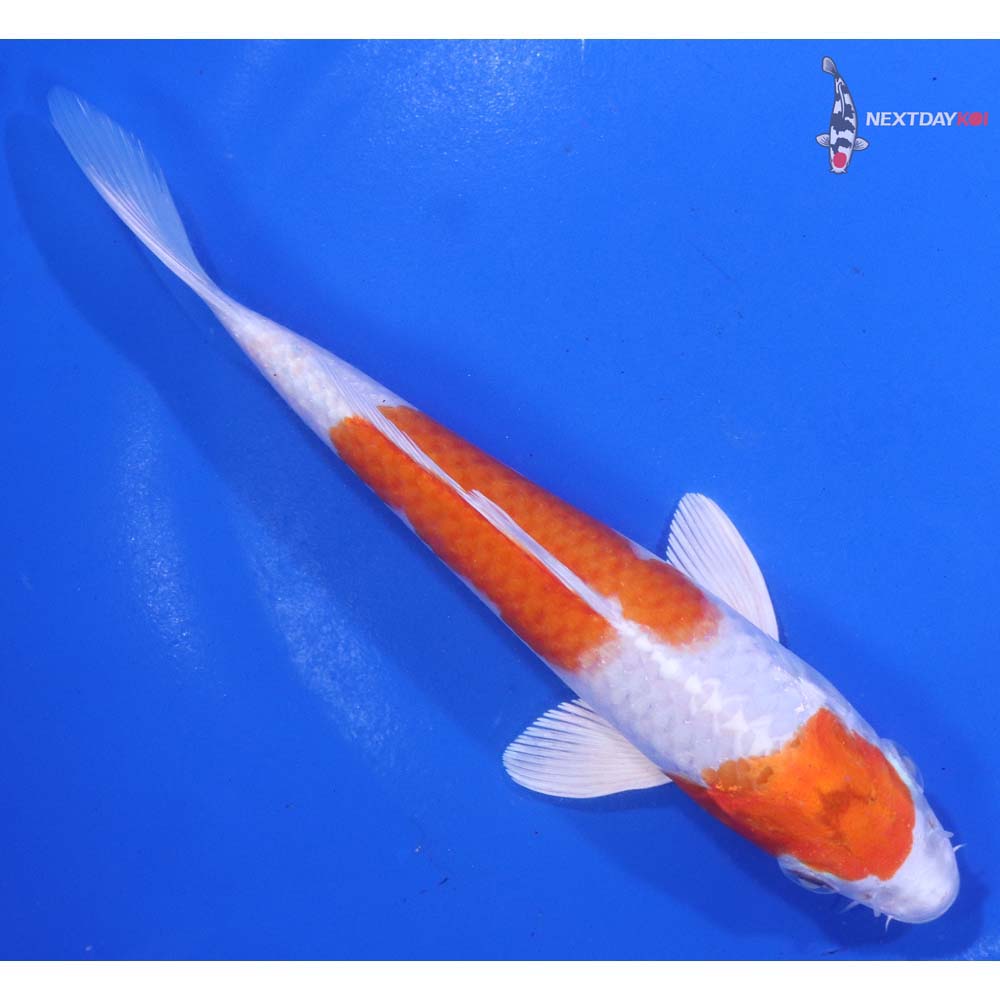 6” Imported Hariwake