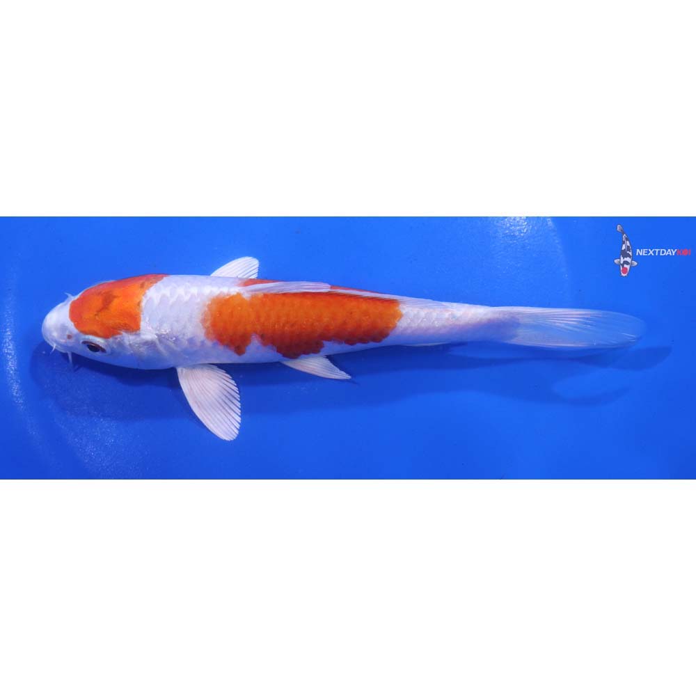 6” Imported Hariwake