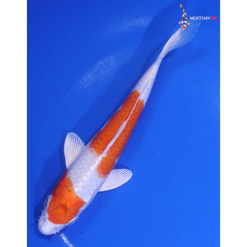6” Imported Hariwake