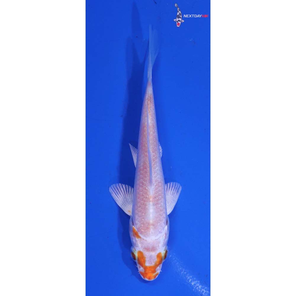 3.5” Imported Hariwake