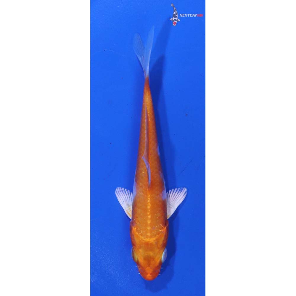 3.5” Imported Hariwake