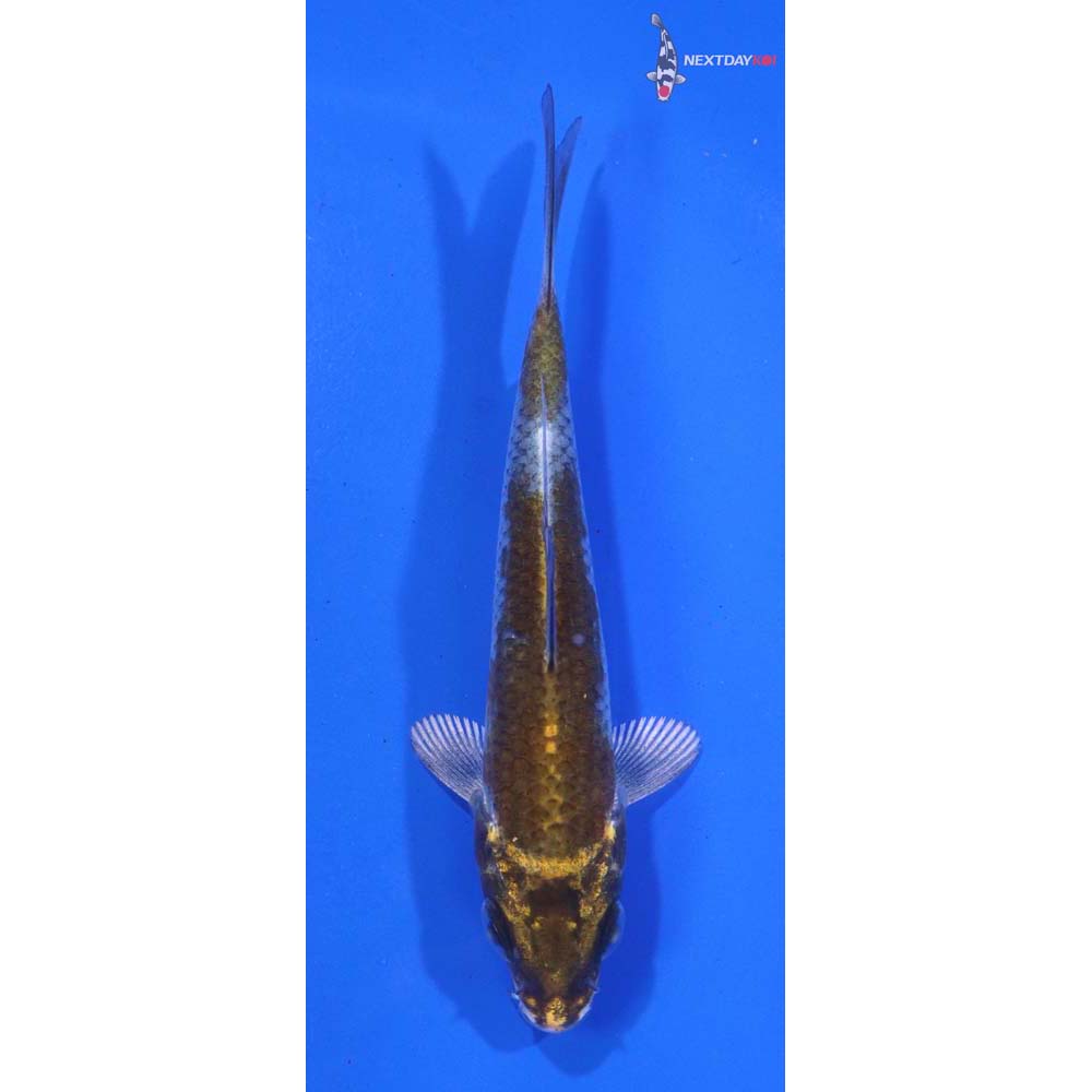 3.5” Imported Kujaku