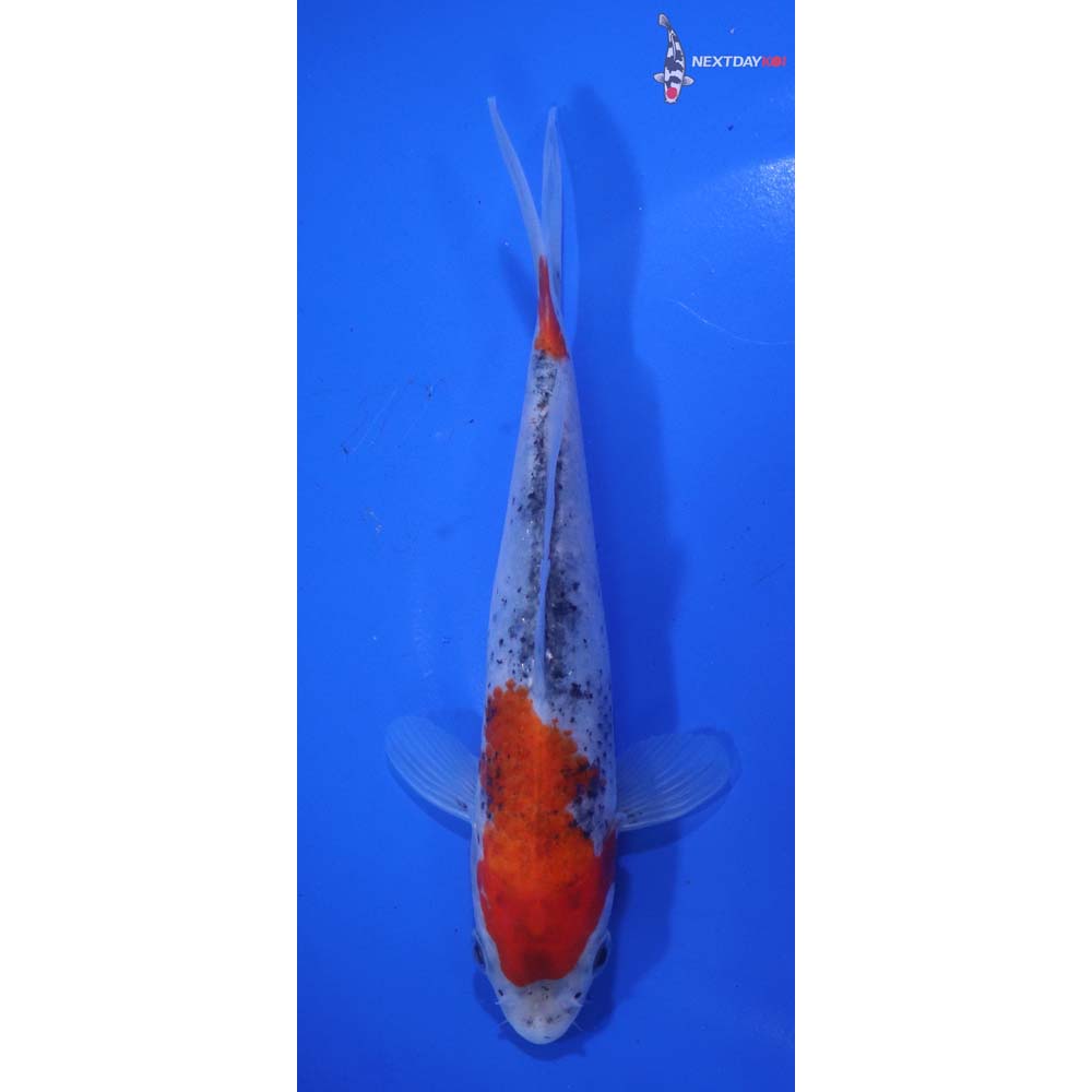 6” Imported Goshiki