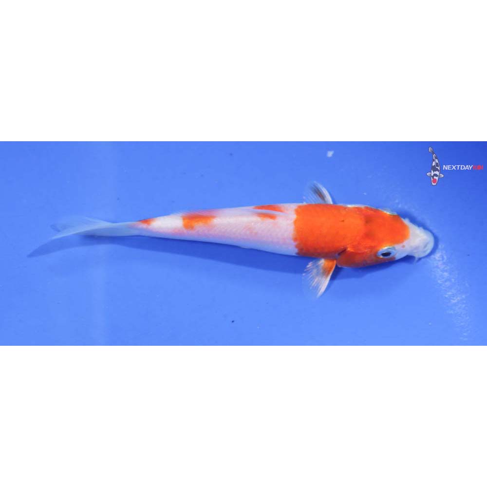 4.5” Imported Hariwake