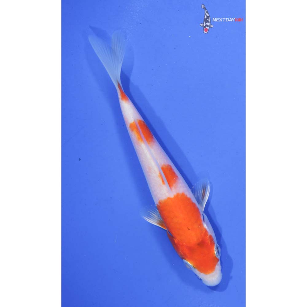 4.5” Imported Hariwake
