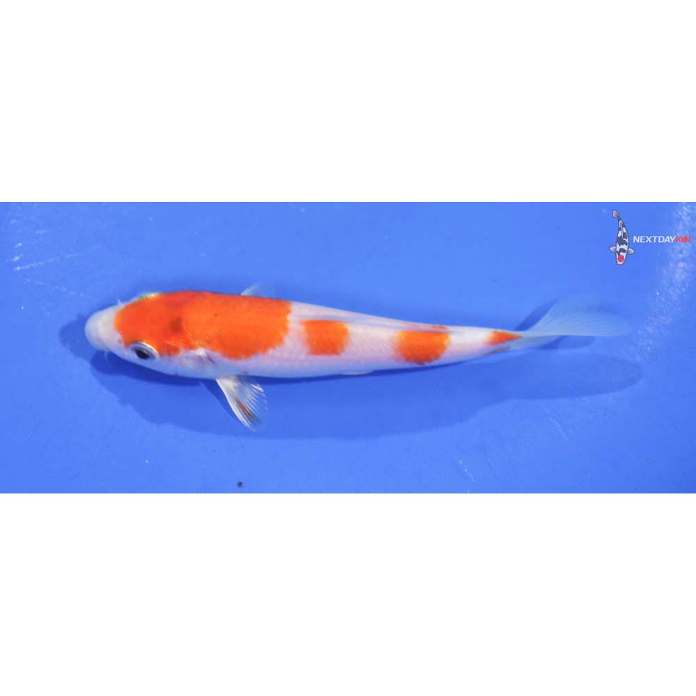 4.5” Imported Hariwake
