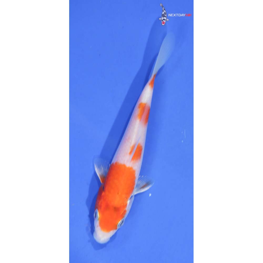 4.5” Imported Hariwake