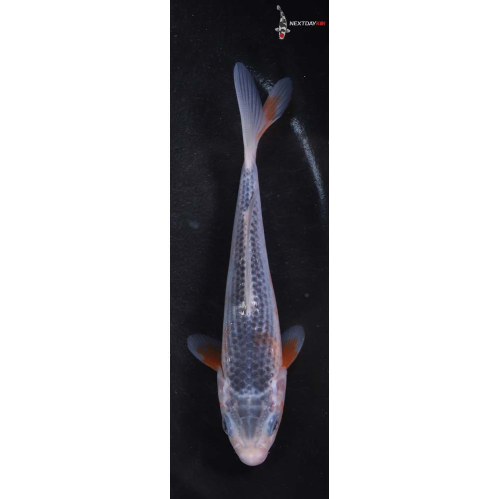 5.5” Imported Asagi