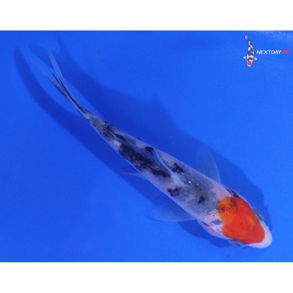 4” Imported Sanke