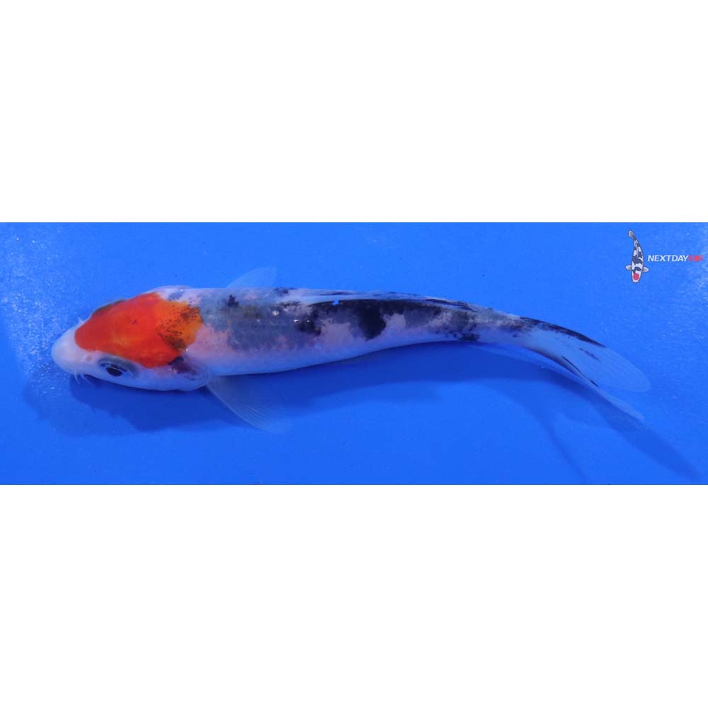 4” Imported Sanke