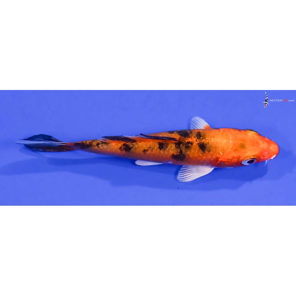 3.5” Imported Yamato Nishiki