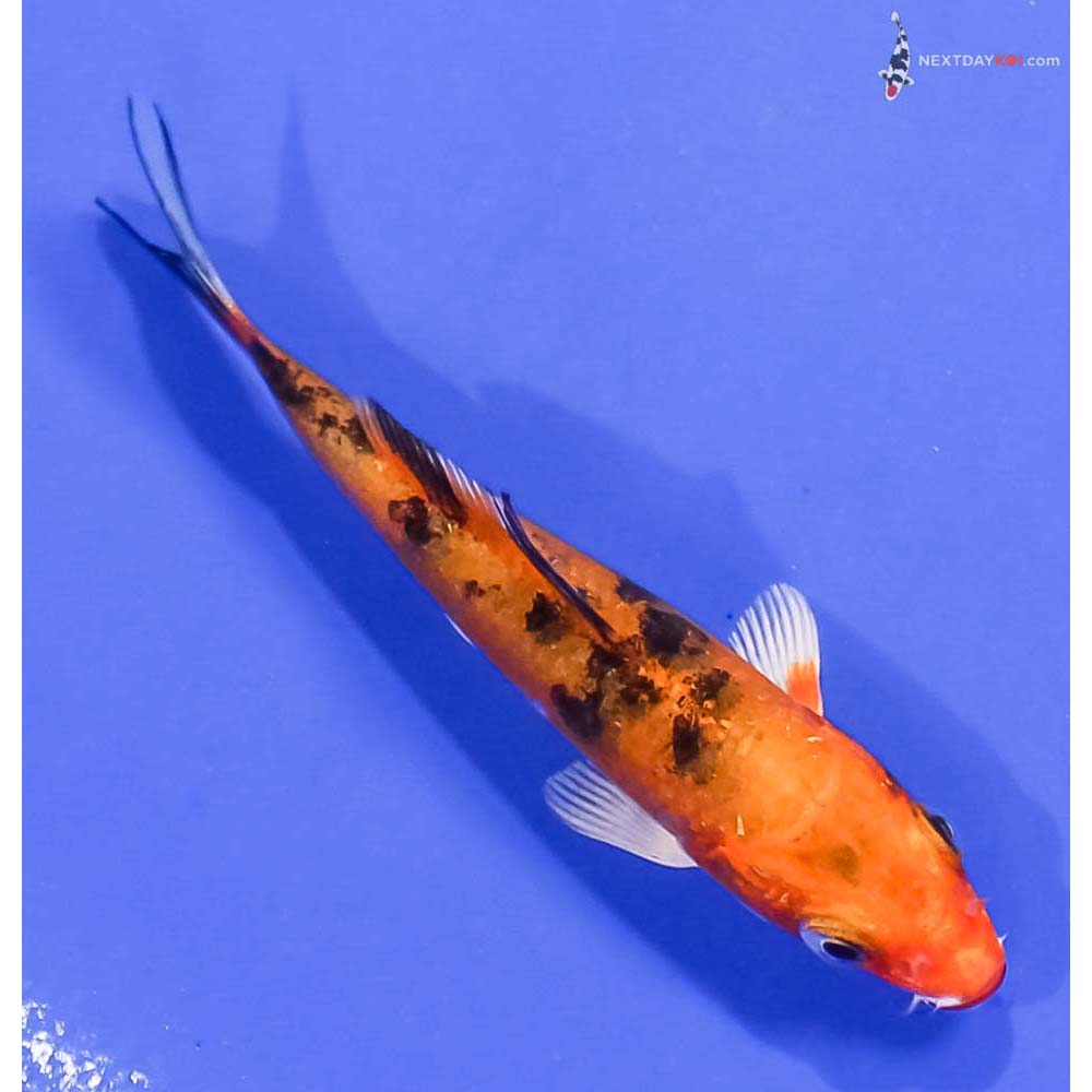 3.5” Imported Yamato Nishiki