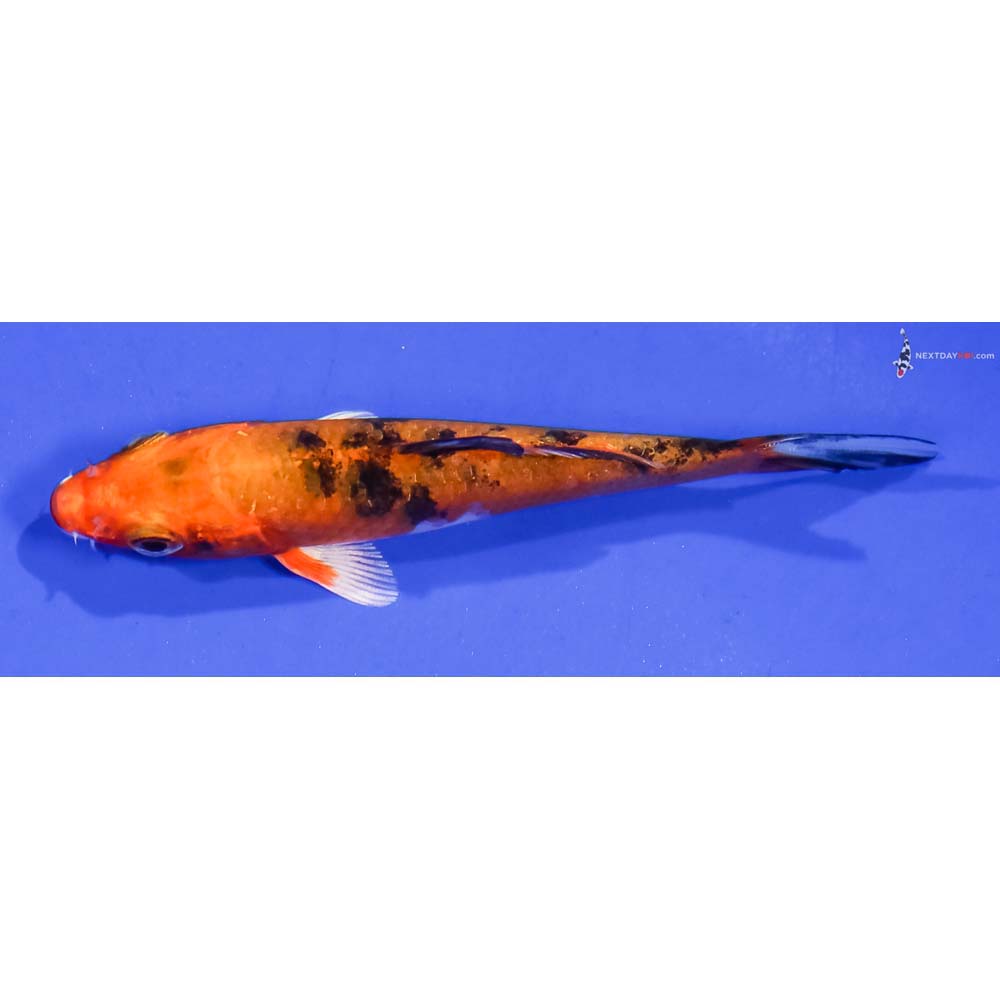 3.5” Imported Yamato Nishiki