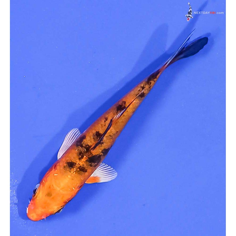 3.5” Imported Yamato Nishiki
