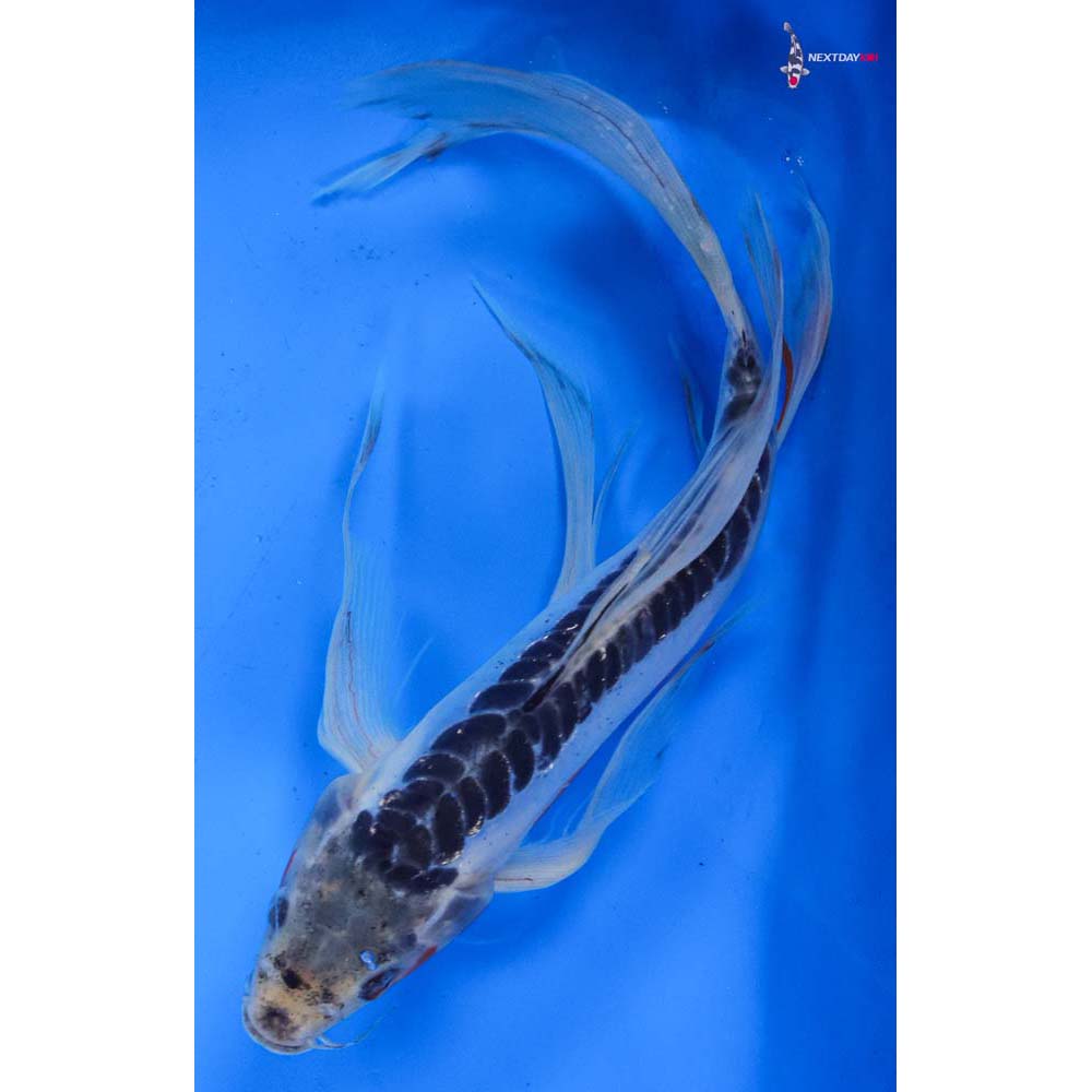 9.5” Imported Shusui Butterfly Koi