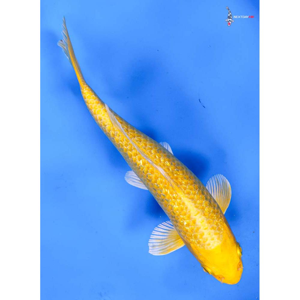 8” Imported Gin Rin Yamabuki Ogon