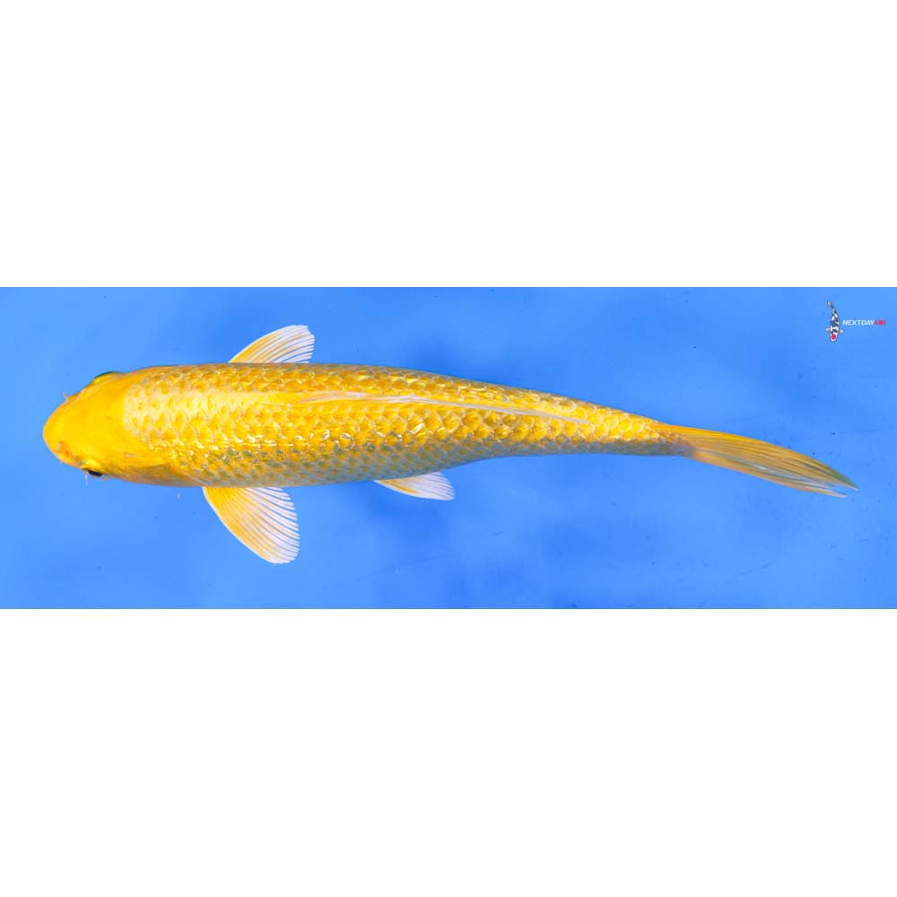 8” Imported Gin Rin Yamabuki Ogon