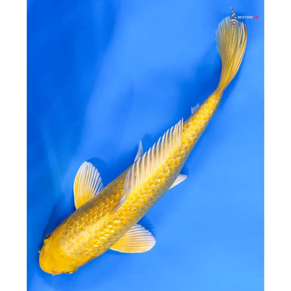 8” Imported Gin Rin Yamabuki Ogon