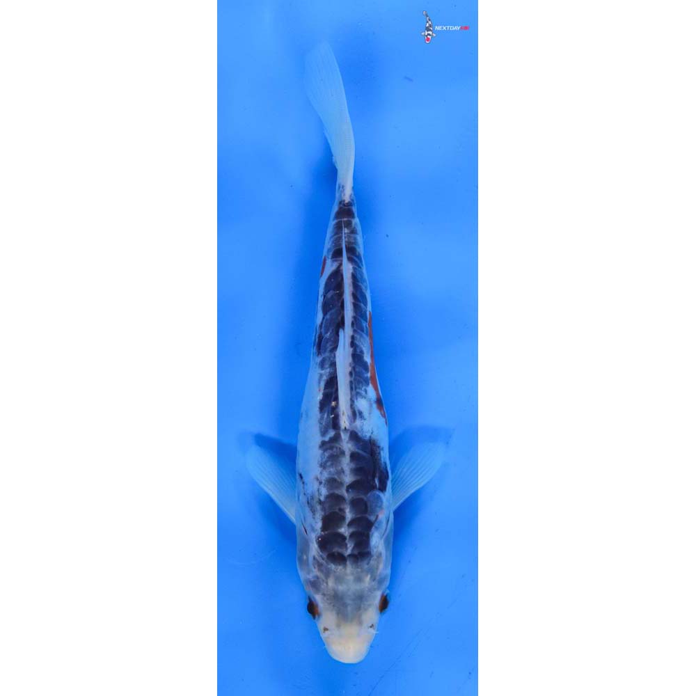 7.5” Imported Shusui
