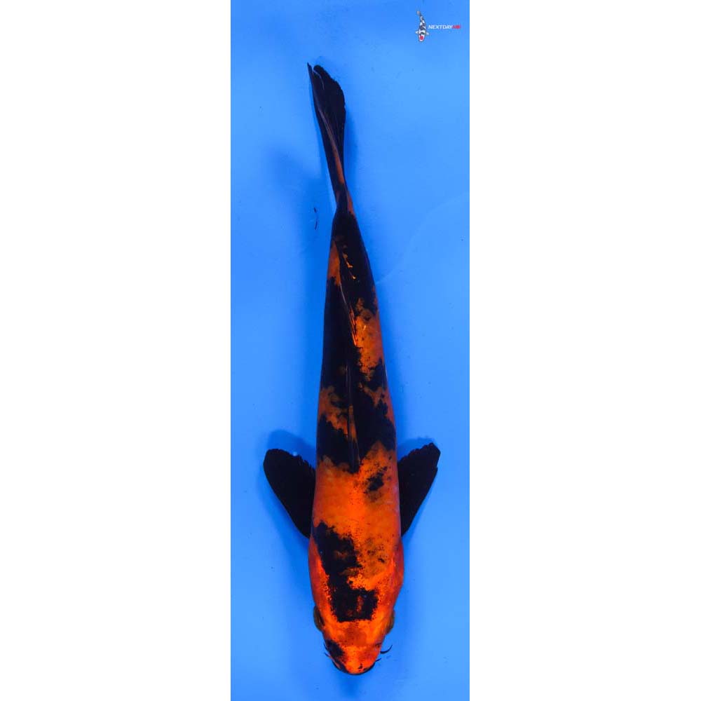 7.5” Imported Hi Utsuri