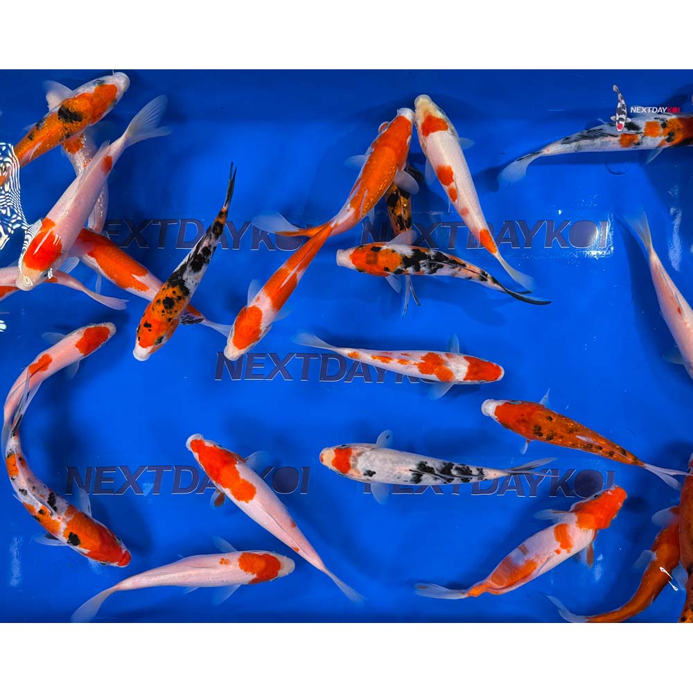 6-7" Imported Kohaku and Sanke Koi Mix