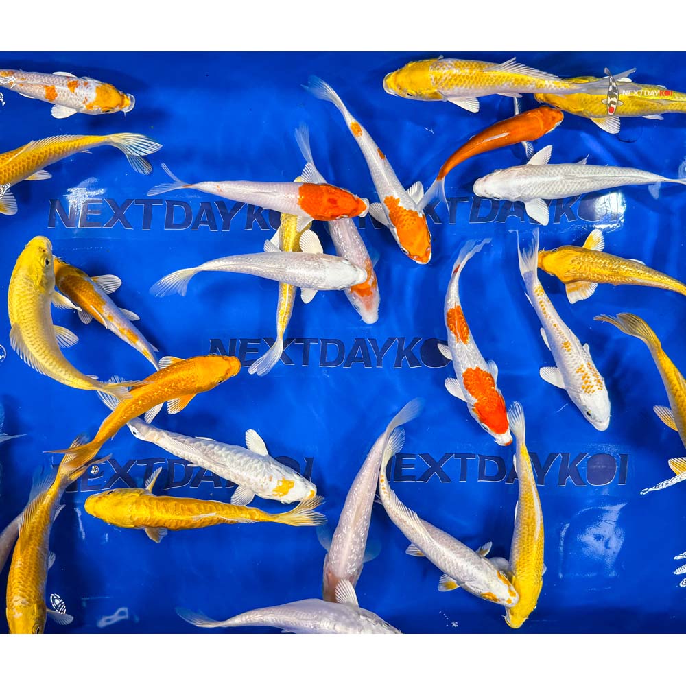 6-7" Imported Sunshine Koi Mix