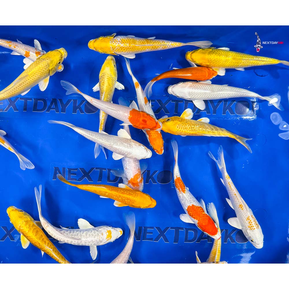 6-7" Imported Sunshine Koi Mix - Image 3