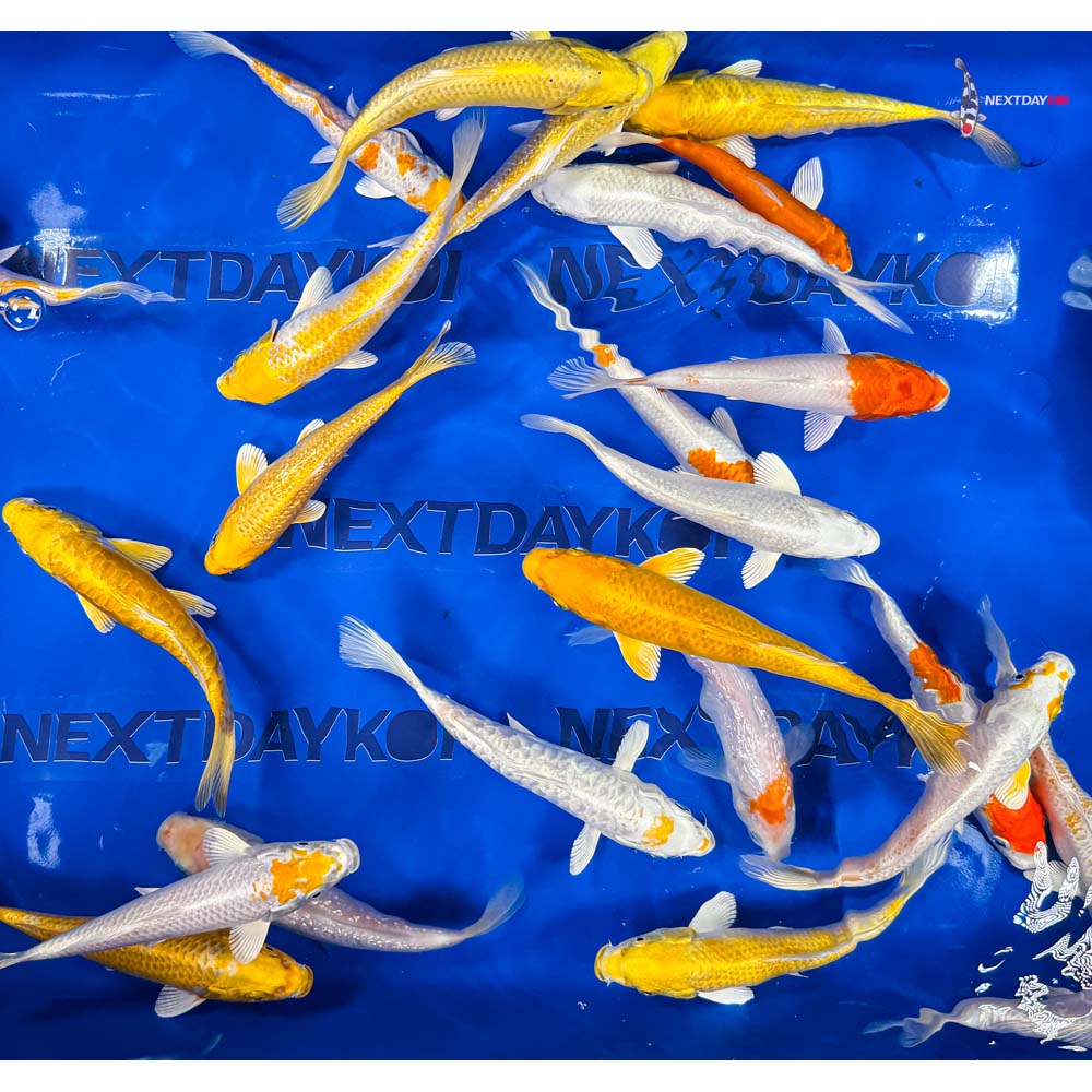 6-7" Imported Sunshine Koi Mix - Image 5