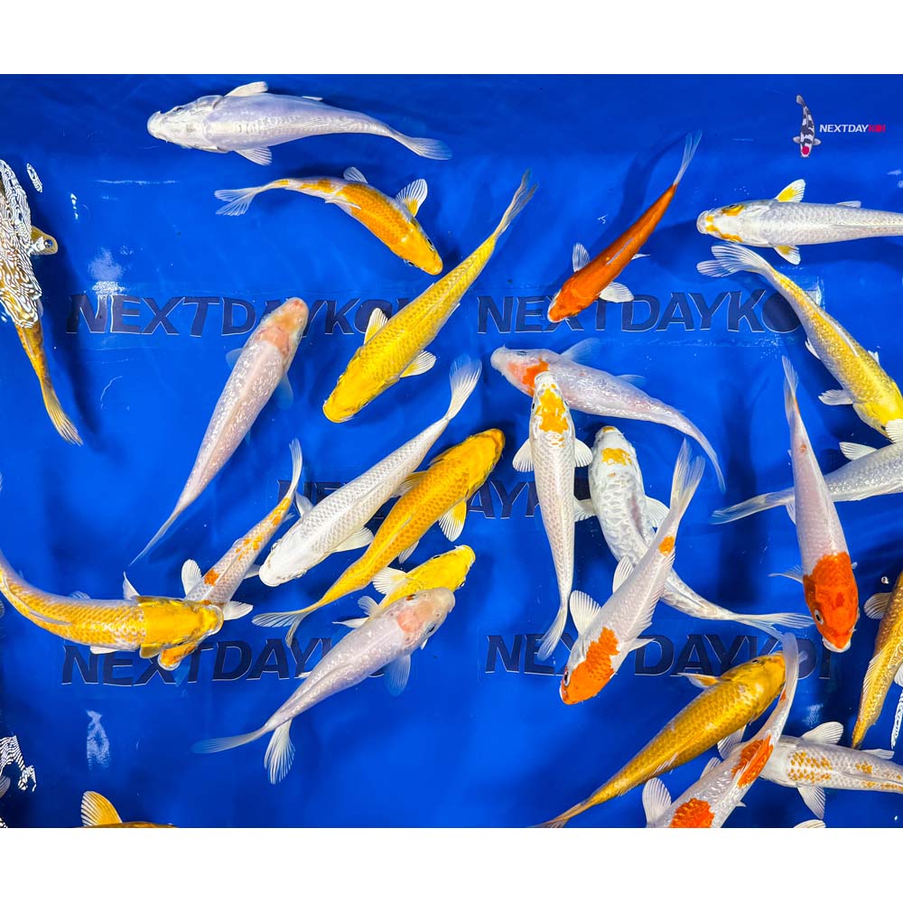 6-7" Imported Sunshine Koi Mix - Image 7