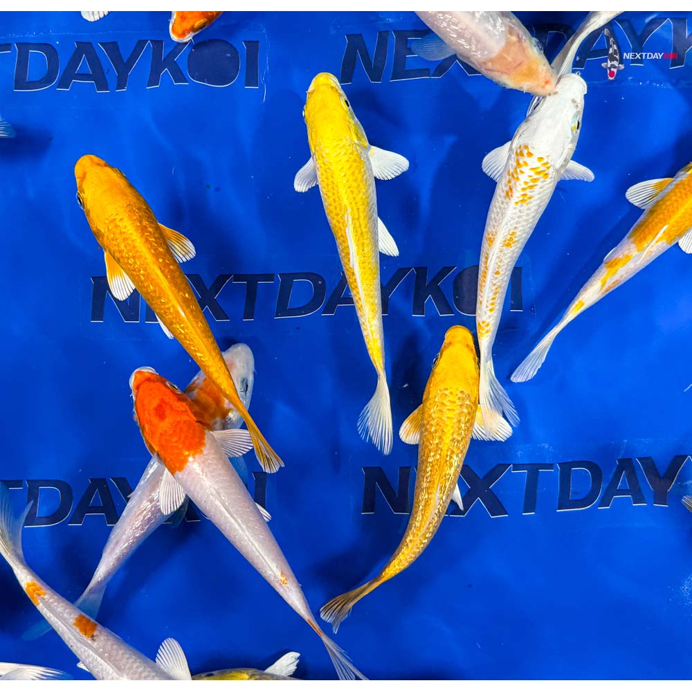 6-7" Imported Sunshine Koi Mix - Image 4