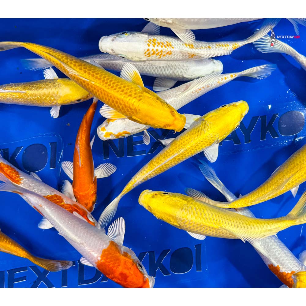 6-7" Imported Sunshine Koi Mix - Image 6