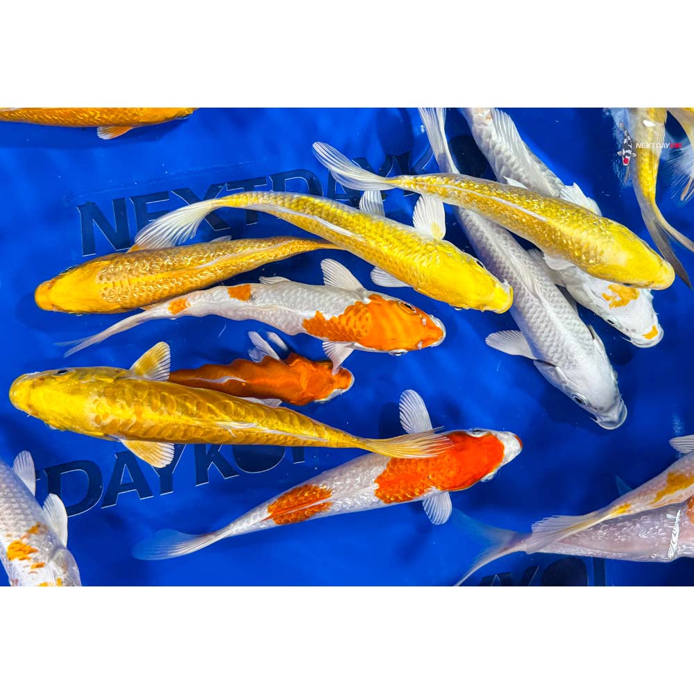 6-7" Imported Sunshine Koi Mix - Image 2