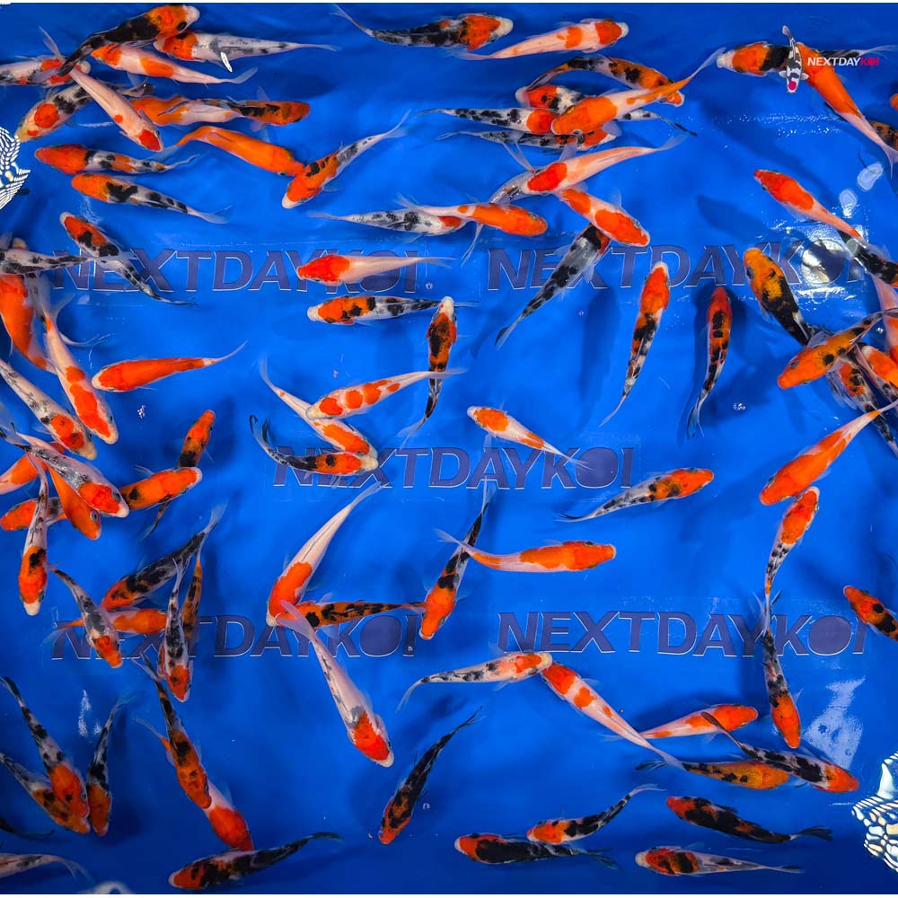 Imported Kohaku and Sanke Koi Mix