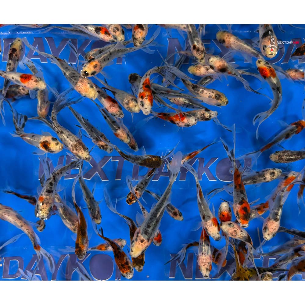 2-3" Imported Shubunkin Goldfish - Image 6