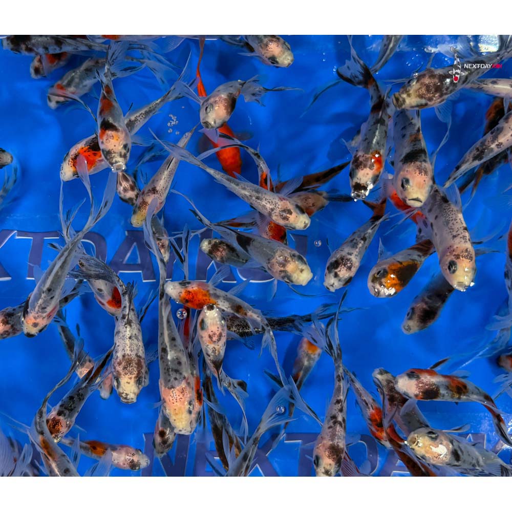 2-3" Imported Shubunkin Goldfish - Image 7