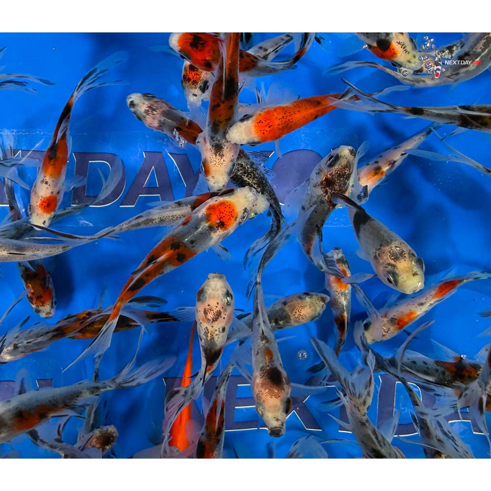 2-3" Imported Shubunkin Goldfish - Image 4