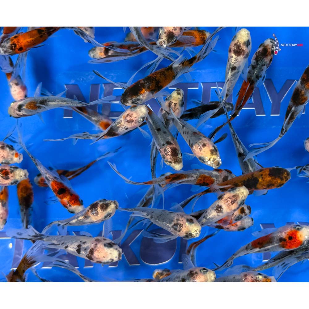 2-3" Imported Shubunkin Goldfish - Image 2